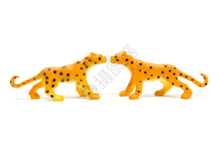 猫在白色背景上孤立的豹型模动物玩具塑料生态系统丛林图片