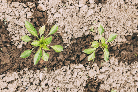 户外关闭干燥的植物地球可食用的图片