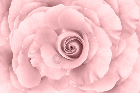 植物群粉色的味道红大玫瑰的背景图片