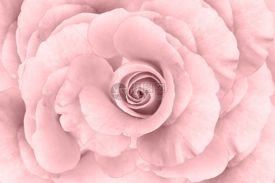 植物群粉色的味道红大玫瑰的背景图片