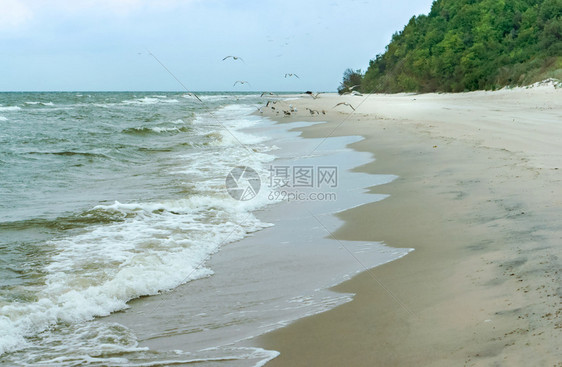 羽毛沙漠海岸浪上的一群鸥大浪上的一群鸥沙漠岸轮廓波浪图片