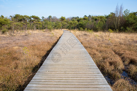 人行道草和森林冬季景观中的木林人足道松树行进背景图片