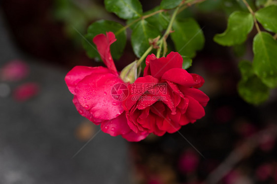 红色的浪漫园艺公共绿色夏季花灌木丛中的粉红色玫瑰花绿夏季园灌木丛中的粉红色玫瑰花图片