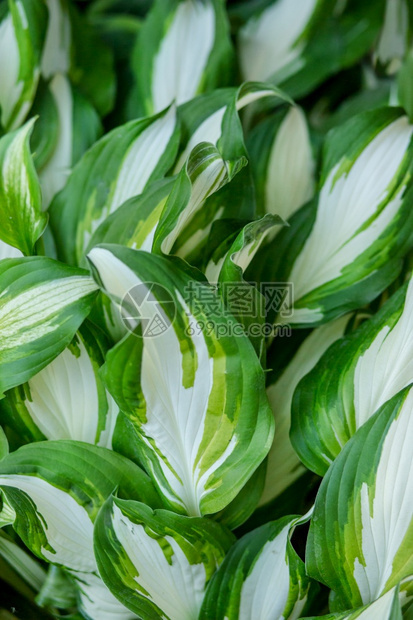 绿色灯光多年生花园坛中的美丽植物宿主花园坛中美丽的植物宿主图片