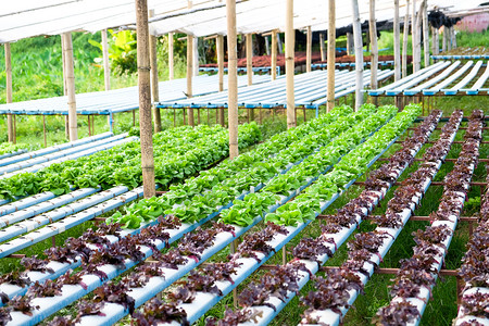 水栽培植物农场的图象自然温室行业图片