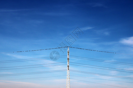 蓝色的电缆一群乌鸦在美丽的蓝天上站在电线图片