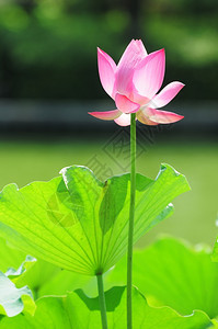 粉色莲花夏天盛开图片