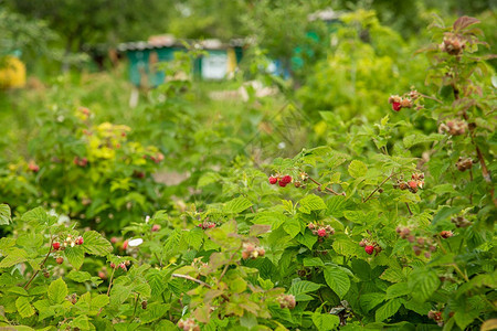 自然生长花园树丛上的红莓在花园灌木丛上林里的有机浆果红草莓农业图片