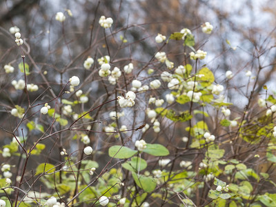 营养含白果的雪花灌木其天然底料模糊有鲜花和浆果的雪莓分枝生态喝图片