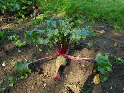 红菜头土壤有机耕作中的贝特鲁大鼠BeetrootBeta粗俗的由有机耕作产生的土壤中被白菜根破坏的甜大鼠造成损害吃经过图片