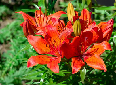 花园的鲜红色皇家百合花关门了夏天生长红色的背景图片