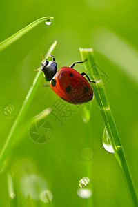 照片腿青草中小虫的美丽彩色形象昆虫在大自然中紧闭黑色的图片