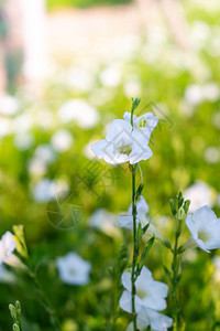 花朵束丰富多彩的花园里白背景模糊的白花图片