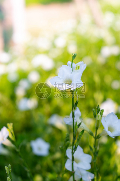 花朵束丰富多彩的花园里白背景模糊的白花图片