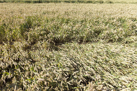健康自制生产夏季中的黄绿色小麦雨后农用田地小麦耳朵图片