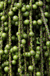 花新鲜阿伦加皮纳塔棕榈种子背景绿图片