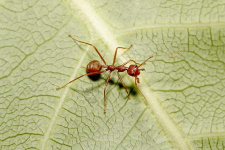 蚂蚁森林毛笔字背景