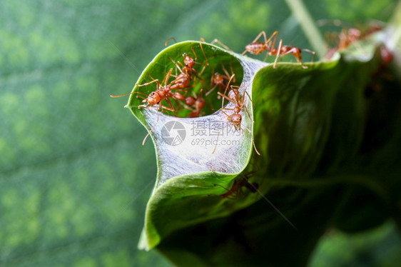 叶子上的蚂蚁昆虫图片