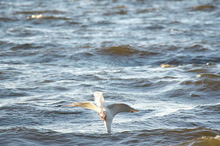 为了阳光明媚的夏日海鸥潜水捕捞鱼类进入波罗的海水域滨银鱼图片