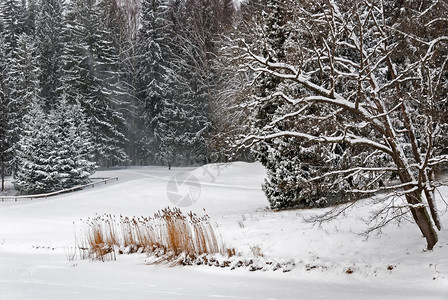俄罗斯耀斑木头冬天的阳光照亮树干和格莱特图片