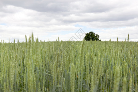 美丽的小麦田末端一棵树种植小麦田的多云天气哪一个自然图片