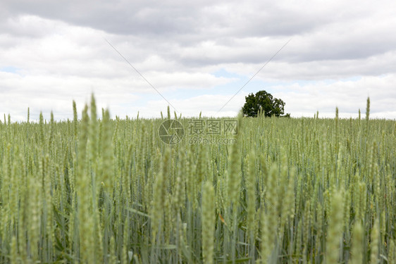 美丽的小麦田末端一棵树种植小麦田的多云天气哪一个自然图片