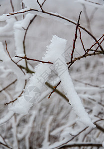 森林多雾路段季节树上满是寒风中的雪图片