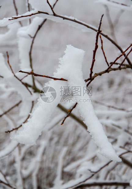 森林多雾路段季节树上满是寒风中的雪图片