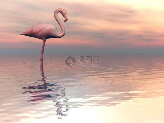 粉色的一只火烈鸟在阴暗的日落下独自和平地站在水中景观户外图片