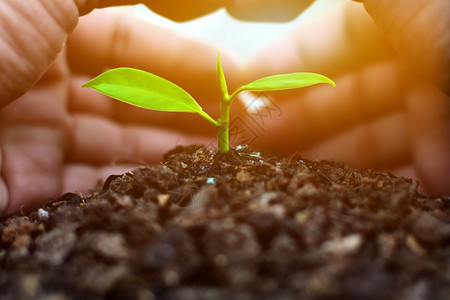 头盔全球的健康世界环境日概念与植物安全世界生态概念齐头并举的地球环境日概念全同植物生态概念一起存在图片