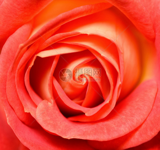 充满活力的新鲜珊瑚红玫瑰特写头微距照片背景模板或型顶视图充满活力的新鲜红玫瑰特写头微距照片背景模板或型顶视图者花束盛开图片