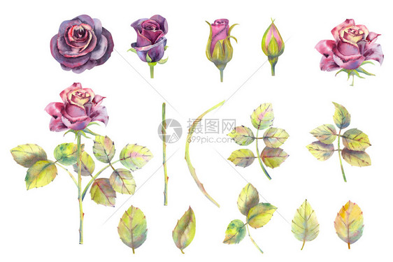 粉红玫瑰露开和闭着的花芽绿叶一套元素白背景上孤立的水彩画插图放秋天粉色的图片