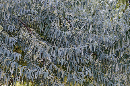 Elaeagnusangustifolia或带叶子和水果的天堂树分支保加利亚索非银甜的蔬菜图片