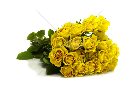 白色孤立背景上的黄色玫瑰Name白色的美丽爱图片