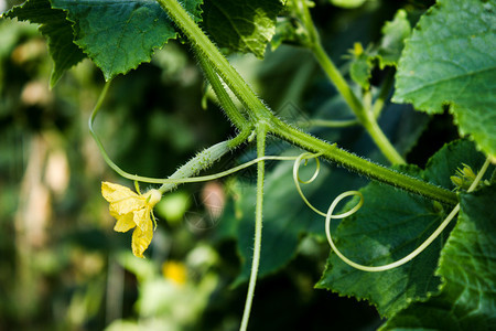 为了叶子在温室园林种植新鲜的黄瓜种植蔬菜农民黄瓜食用素者的物污垢图片