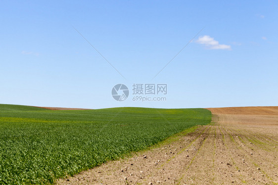 农业田地分为两半一种植绿草另耕的田地草土壤农作物剖面图质地图片