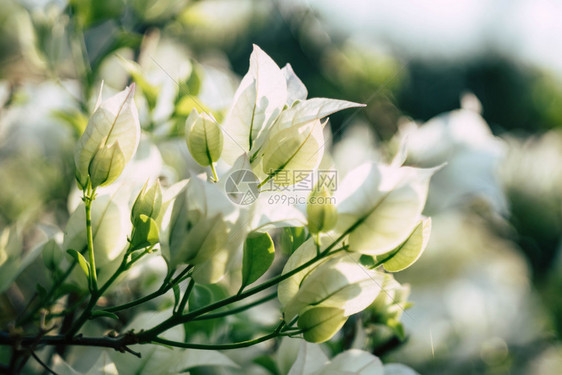 颜色浪漫的花园里白布干维尔的花朵背景模糊花本盛开图片