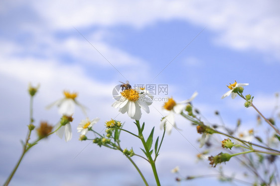 绿色在蓝天背景下自然而生的菊花朵盛开春天洋甘菊图片