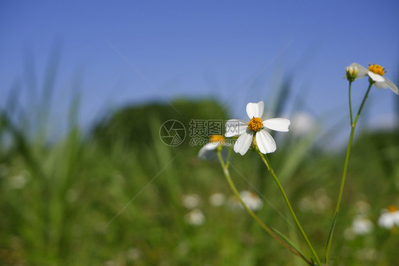 在蓝天背景下自然而生的菊花朵盛开夏天雏菊环境图片