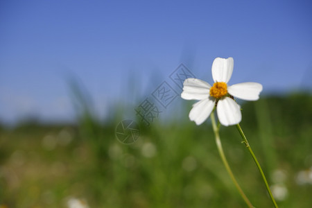 美丽的在蓝天背景下自然而生的菊花朵盛开洋甘菊图片