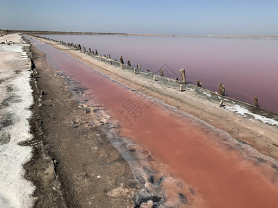 美丽的盐湖粉红水湖的景色在夏日天异常乌克兰图片