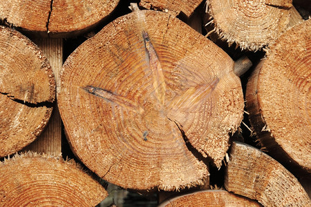 圆圈细节砍伐树林和木材采业的林桩图片