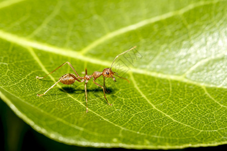 细节户外黑色的在泰国自然界绿叶上紧贴红色蚂蚁图片