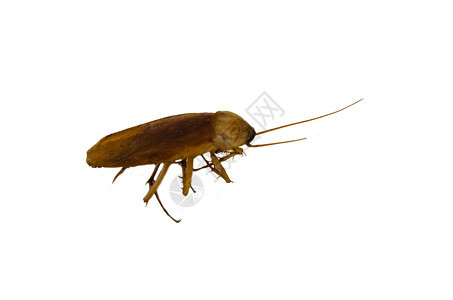 屋控制侵染白色背景上孤立的蟑螂图片