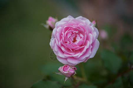 庆祝情人节的亮粉红玫瑰花朵BlightPinkFrush爱美丽的盛开图片