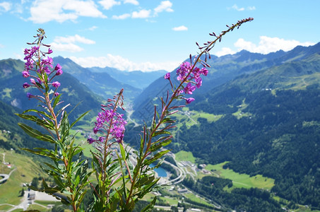 花来自瑞士高特哈德山口的阿尔卑斯风景绿色最佳图片