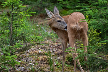 草脖子荒野森林中的鹿卡普雷奥勒斯角驯鹿图片