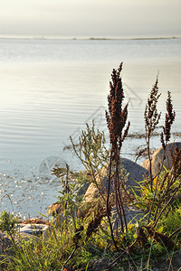 棕色的以平静水为海岸植被的景湖天空图片