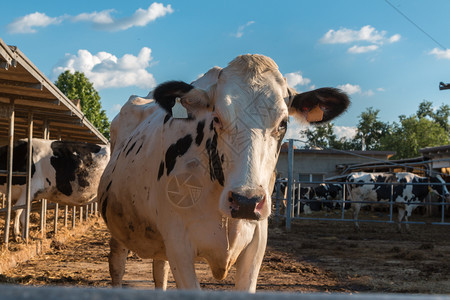 农业哺乳动物黑人和白奶牛站在农场的帕多克反刍动物图片