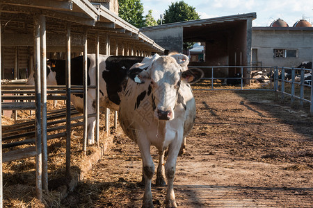 农村牛棚黑人和白奶站在农场的帕多克草图片